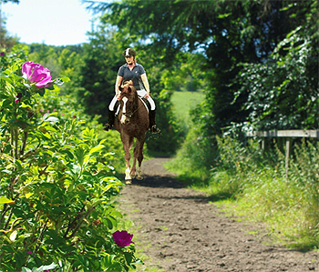 Low Meadows Equestrian Centre Riding School and Stables